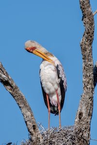 Low angle view of bird perching on branch against blue sky