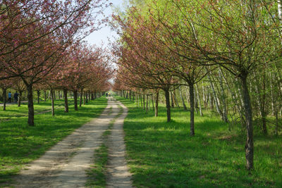 Dirt road amidst trees and plants