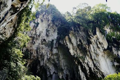 Panoramic view of trees