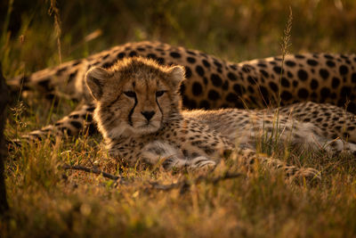 Cheetah cub in forest