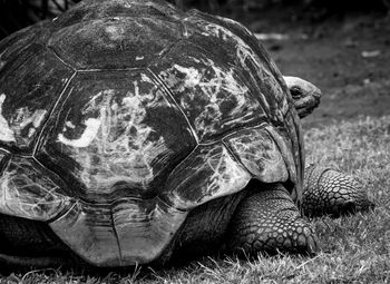 Close-up of turtle in grass