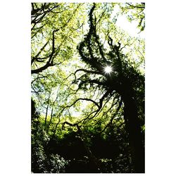 Low angle view of tree against sky