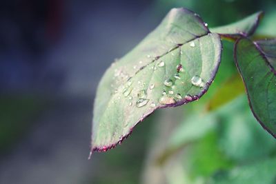 Close-up of plant