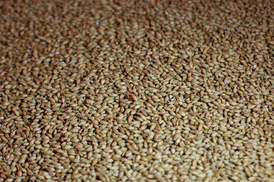 Full frame shot of beans