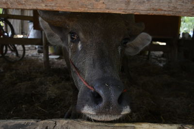 Portrait of cow