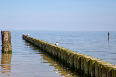 Seagulls perching on wooden post in sea