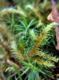 Full frame shot of plants