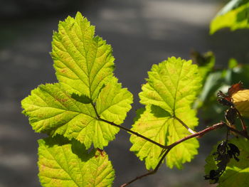 Close-up of green leaves