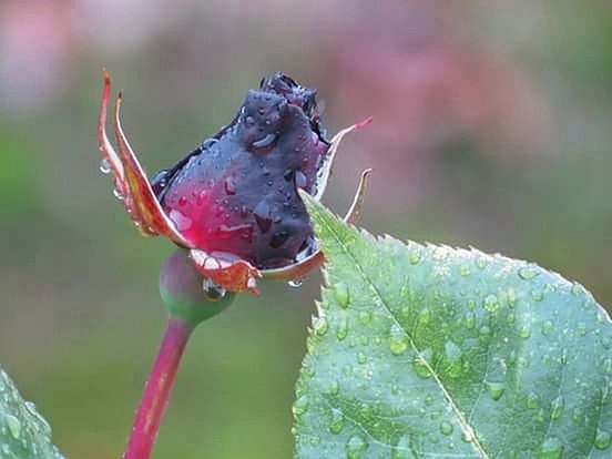 CLOSE-UP OF WET RED FLOWERS ON TREE TRUNK