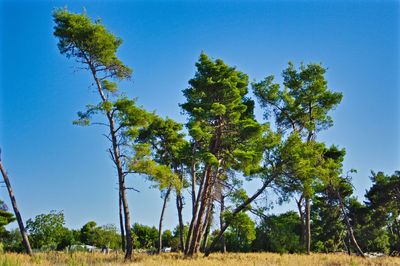 Low angle view of trees on field against clear blue sky