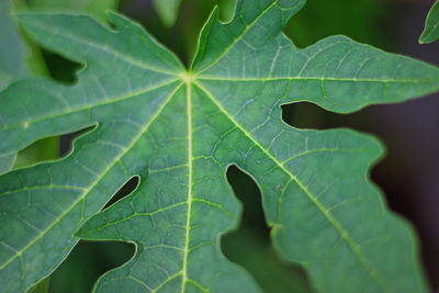 Full frame shot of leaves