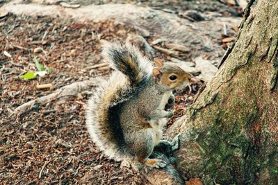 Squirrel in forest