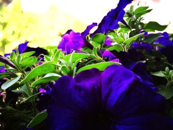 Close-up of purple flowers blooming outdoors