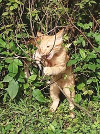 Cat amidst plants