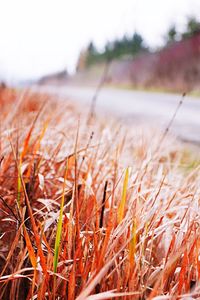 Close-up of plant growing on field