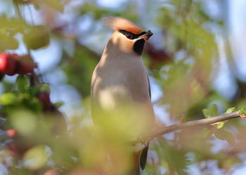 Close-up of bird perching on branch