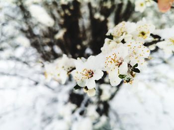 Close-up of cherry blossoms on tree