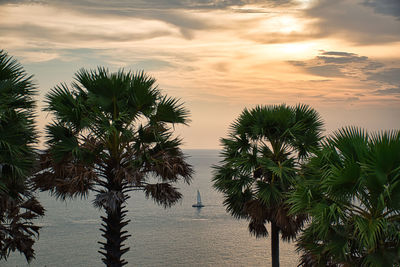 Palm trees on beach against sky during sunset