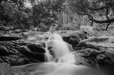 Scenic view of waterfall in forest