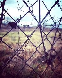 Barbed wire fence