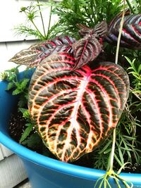 High angle view of potted plant in yard