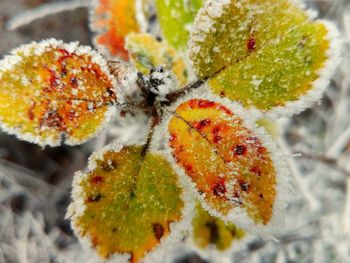 Close-up of snow on plant