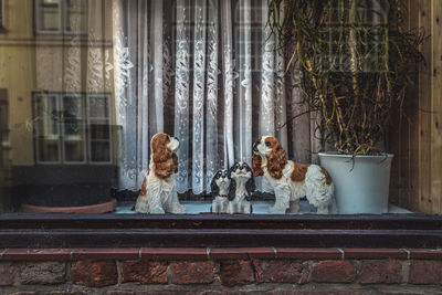 Woman with dog sitting by window