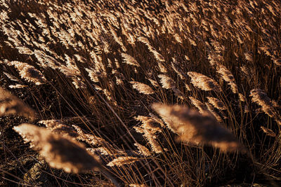 Close-up of dry grass on field