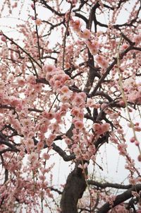 Low angle view of cherry blossoms against sky