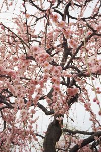 Low angle view of cherry blossoms against sky