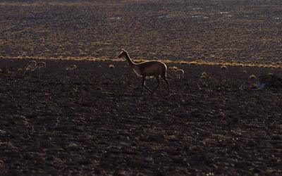  guanaco standing by field in fading sunlight