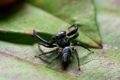 Close-up of insect