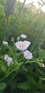 Close-up of white flower