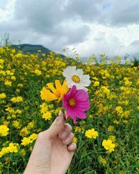 Close-up of hand holding yellow flowers