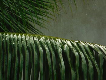 Close-up of palm leaves during rain