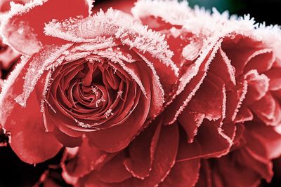 Close-up of red flower