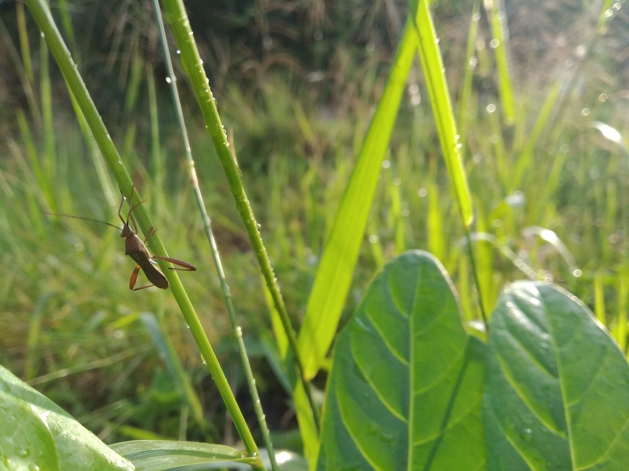 CLOSE-UP OF INSECT ON LEAF