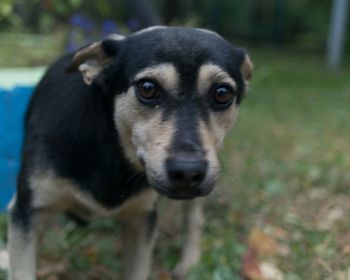 Portrait of a dog