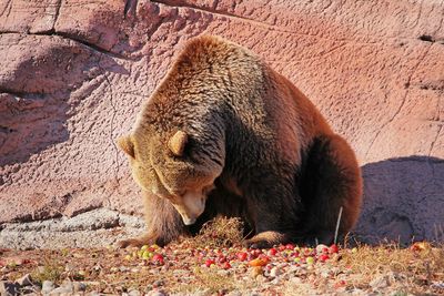 View of bear eating fruit