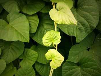 Close-up of green leaves on plant