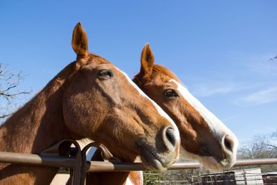 Side view of horses standing behind fence against blue sky