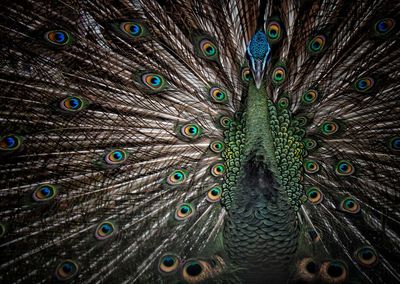 Close-up portrait of peacock