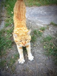 Cat sitting on grass