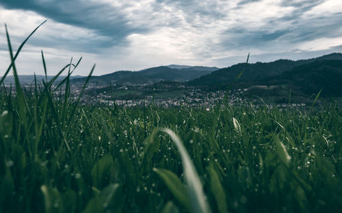 Surface level of grass on field against sky