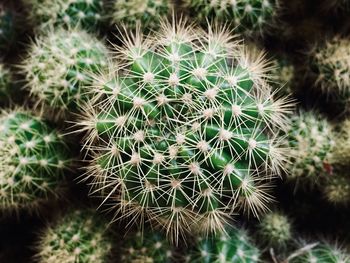 Close-up of cactus plant growing on field