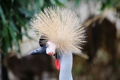 Close-up of a bird