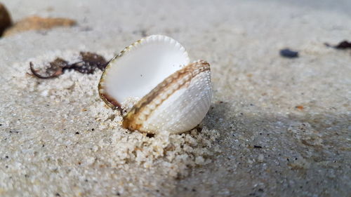 Close-up of double shell on sand