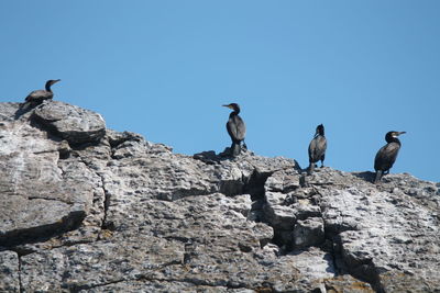 Low angle view of seagulls perching on rock against clear blue sky