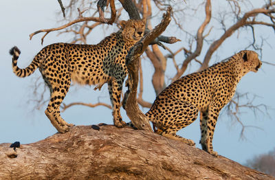 Low angle view of cats in a tree