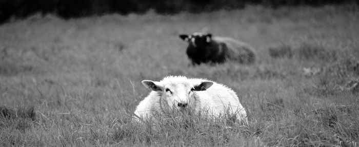 Sheep grazing on grassy field